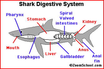 Great White Shark - The Digestive System in the Nine Phyla