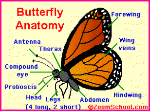 Monarch Butterfly - The Digestive System in the Nine Phyla