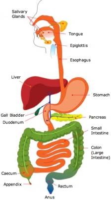 The Digestive System in the Nine Phyla - Home phylum arthropoda diagram 